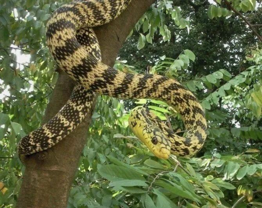 菜花蛇有几种颜色,菜花蛇为什么是蛇中之王