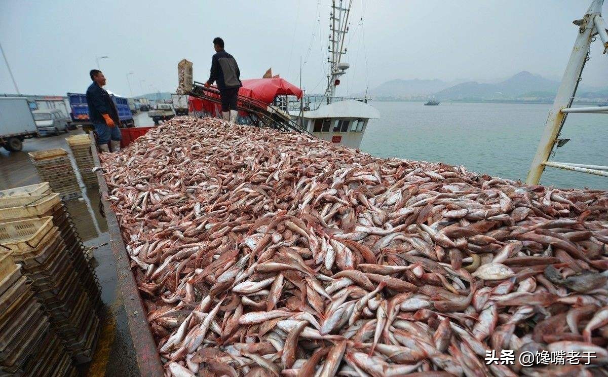 十月这5种海鲜适合常吃，味道鲜美还不贵，关键营养还极高