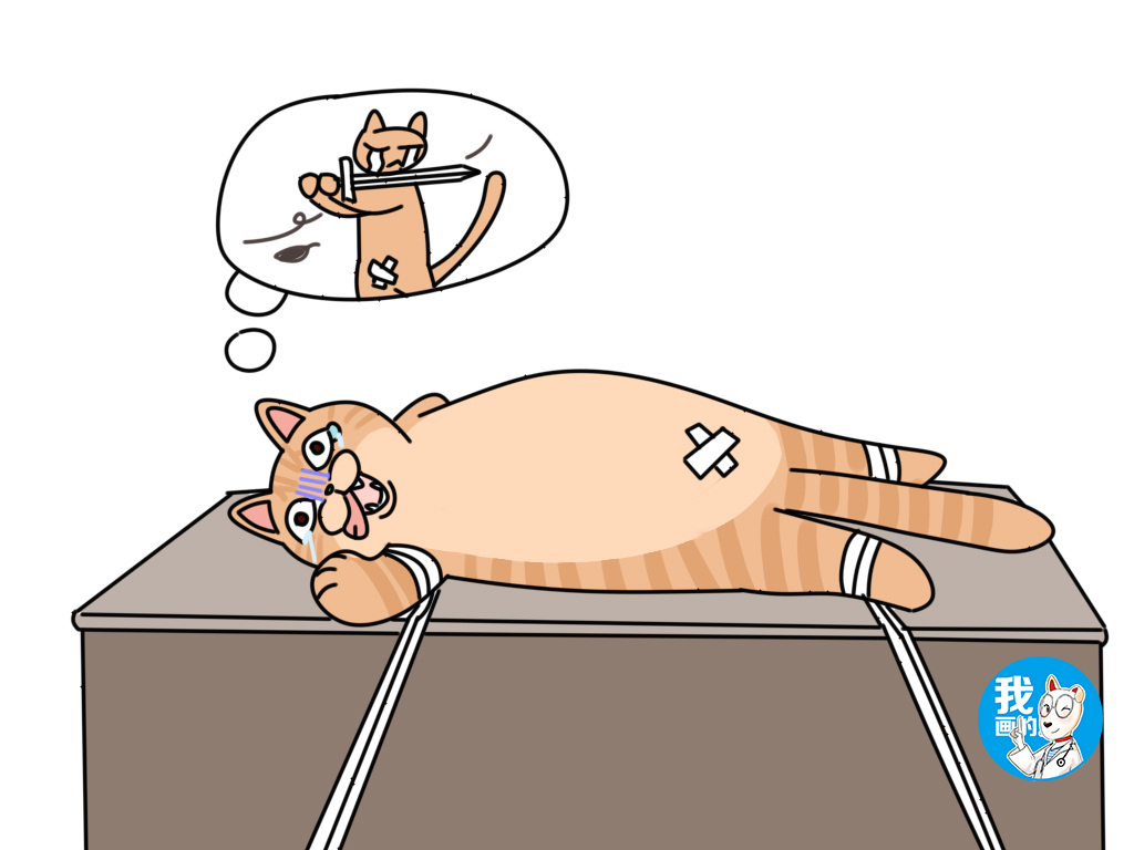猫肚子上有凸起的小肉粒（猫咪肚子凸起可能是这三个原因）