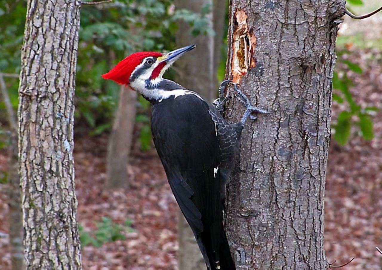 啄木鸟:森林中的"害鸟",并非"森林医生",我们被老师骗了?