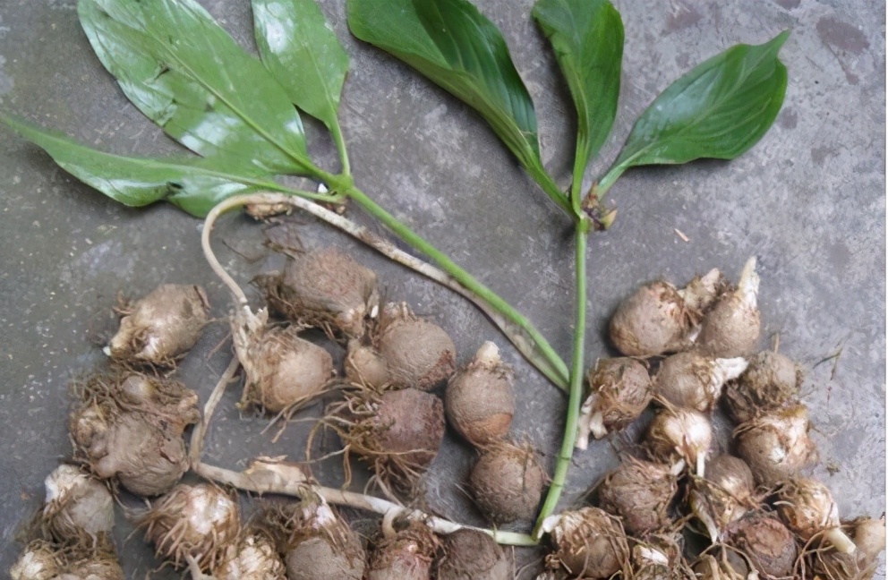 俗称麻芋子,20年前农村娃挖它挣学费,如今价格翻了几十倍没人要