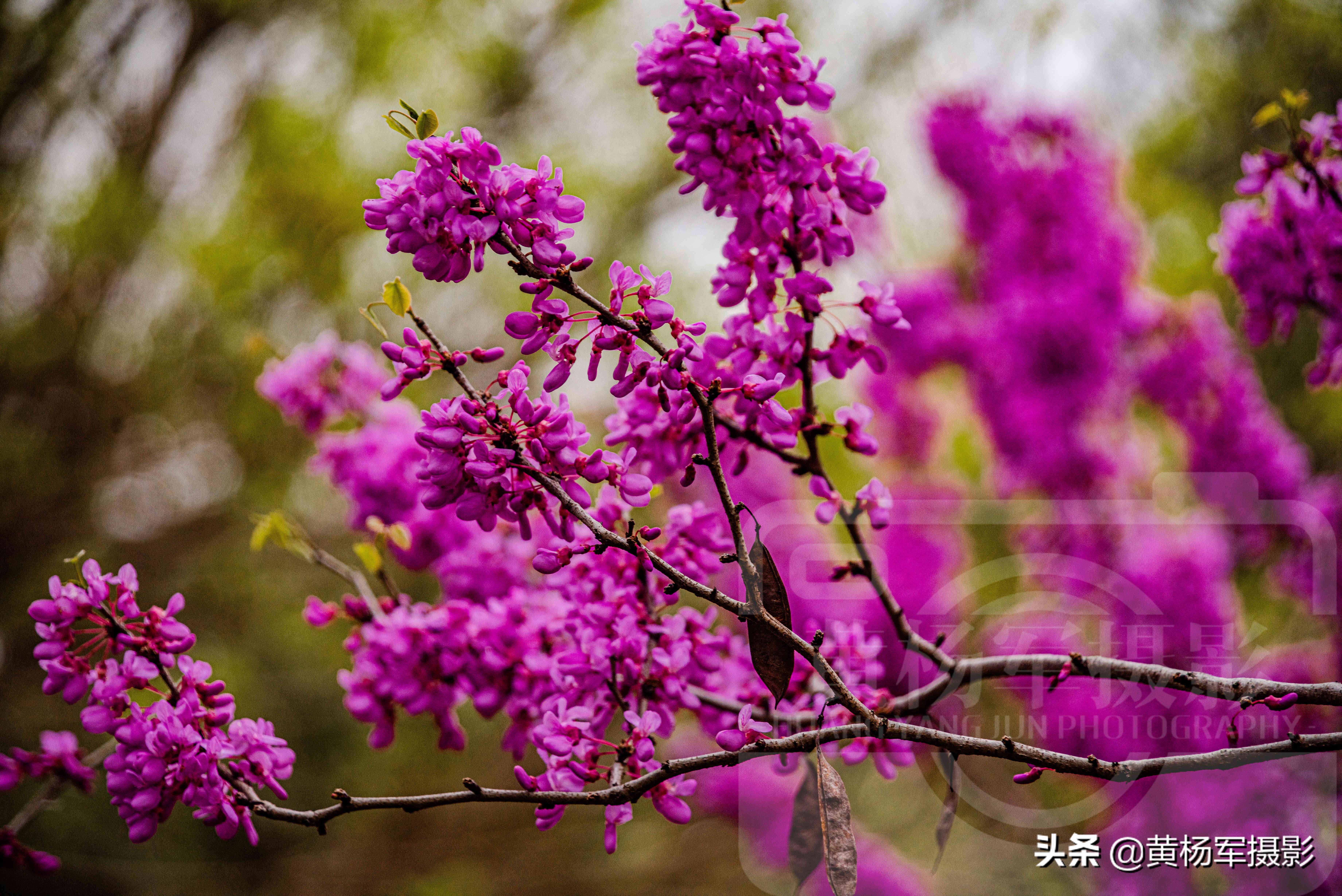 紫荆花几月开花（紫荆花香岛名贵的观赏植物）