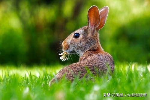 兔子能洗澡吗太臭了（分享新手的正确养兔指南）