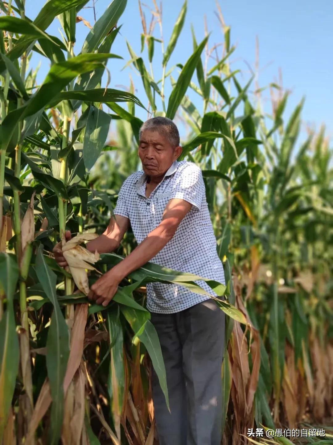 女人梦到掰玉米棒子_达一风水网