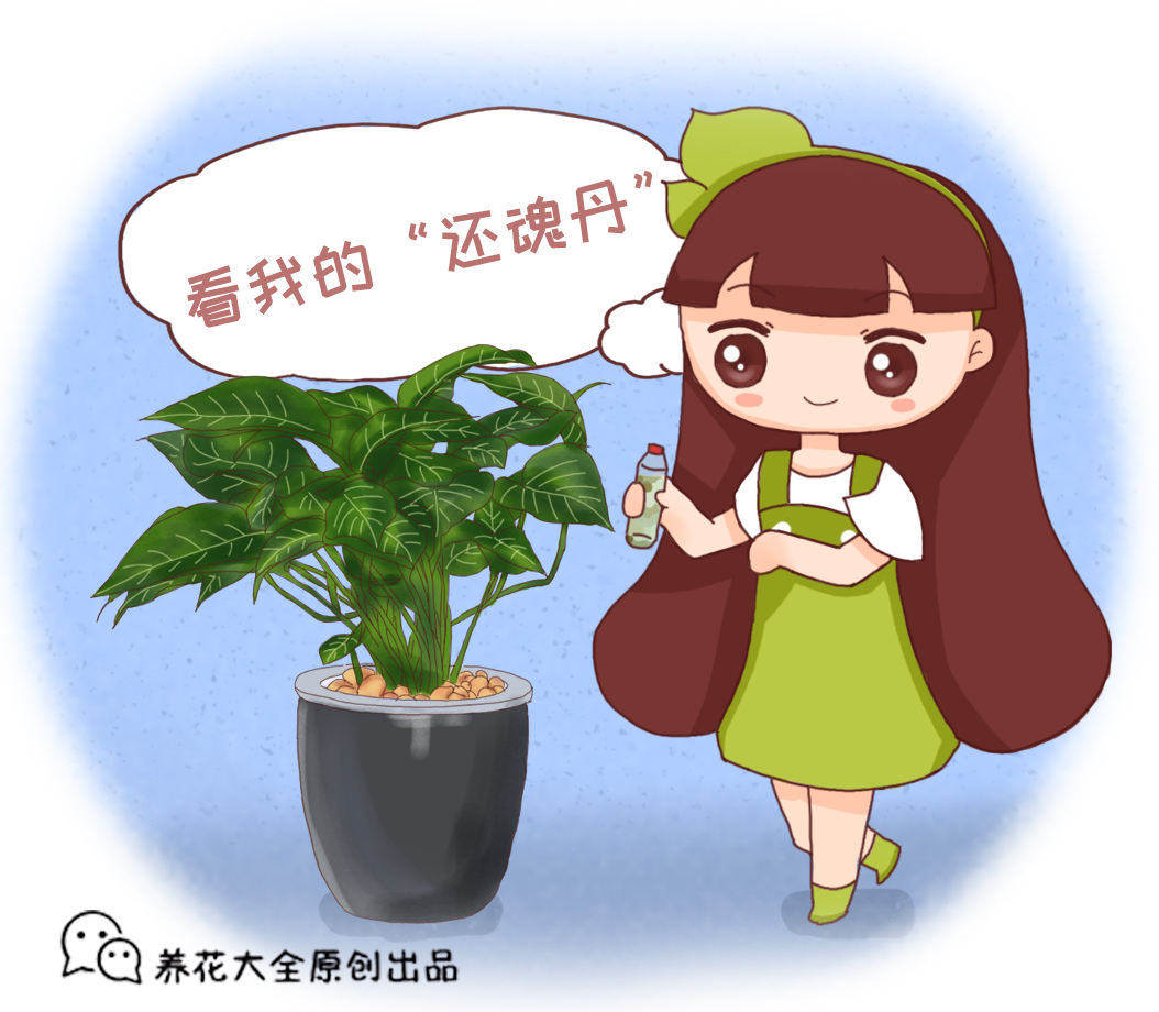 養(yǎng)花總是養(yǎng)不活，6個原因不能忽略，趕緊補救植物才越長越好