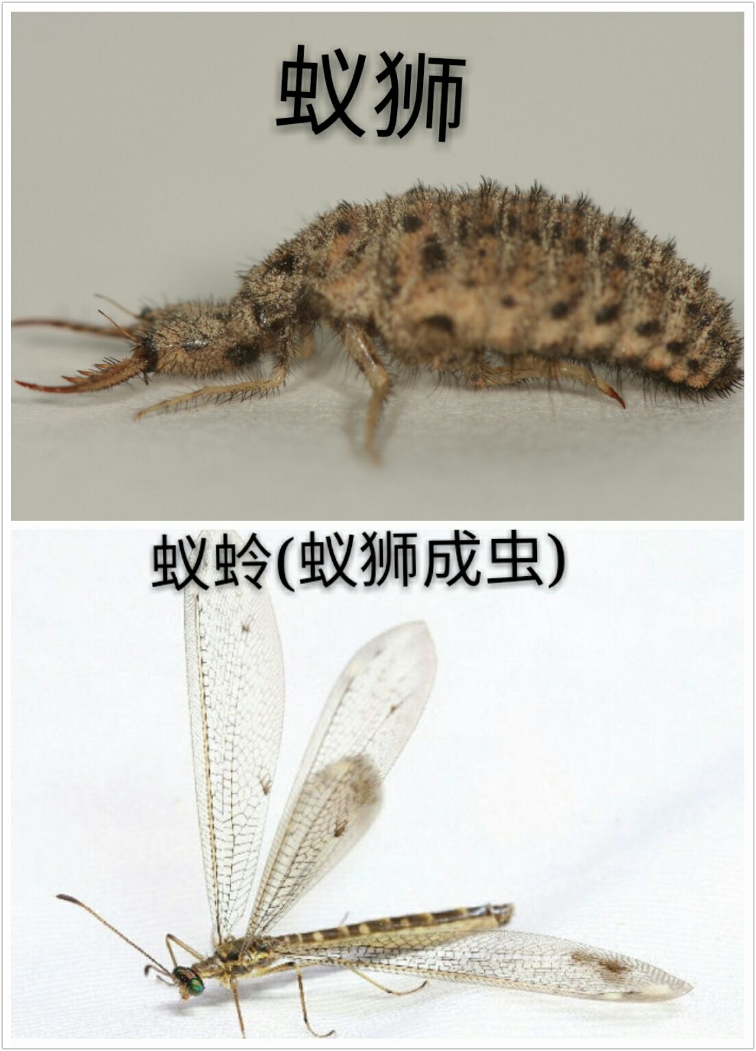 地牯牛,学名叫"蚁狮",也叫沙猴,沙牛等等,是脉翅目蚁蛉科蚁狮属下的