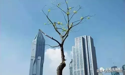 构图取景的10大禁忌