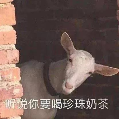 表情包：这是什么疾苦人生