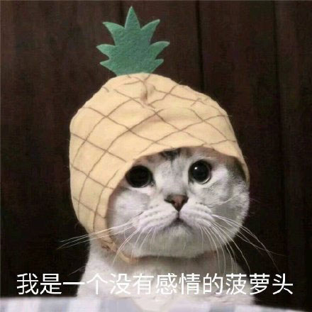 猫咪可爱表情包