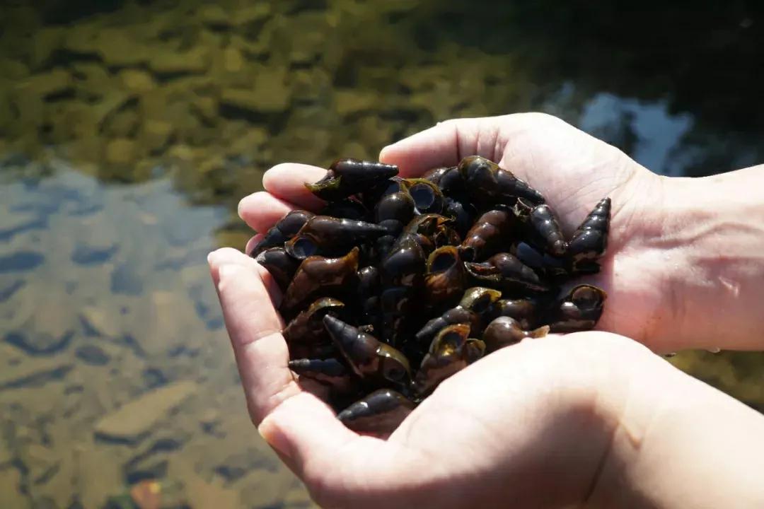 山坑石螺的功效与作用 -生活知识库-动动脑