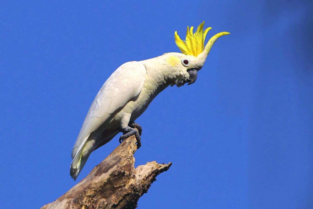 第四名,葵花凤头鹦鹉