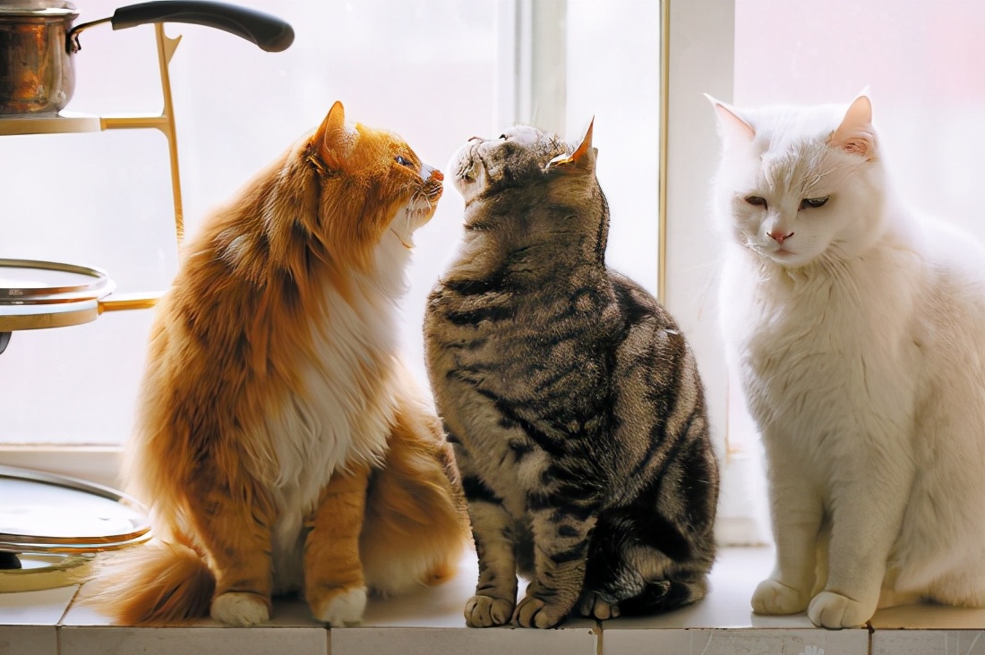 如果猫咪不做绝育的话，7年后会有什么变化？
