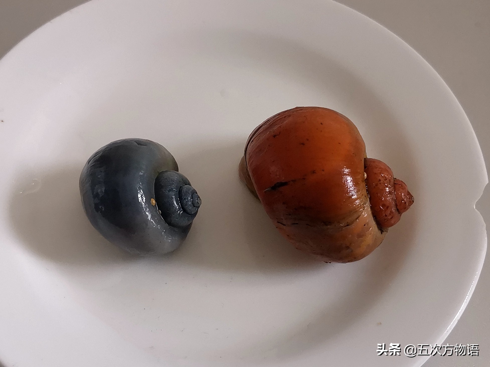 图三 象牙白图二 紫纹螺黄金螺,常见大型观赏螺,沟