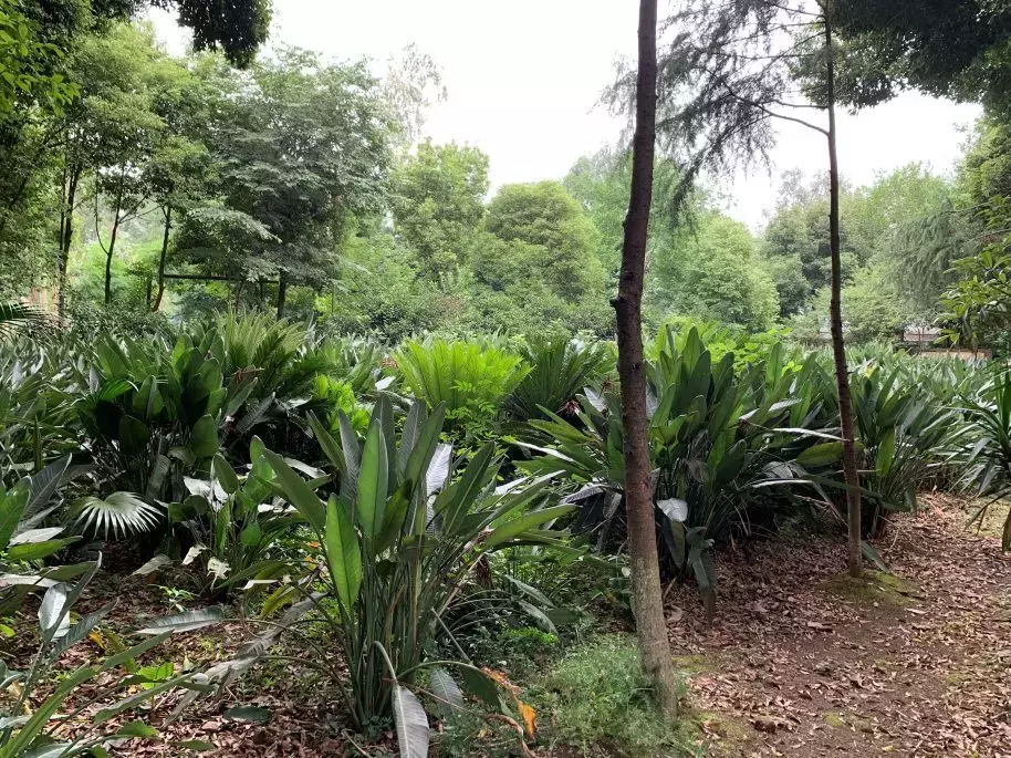 听说成都这家华德福幼儿园神叨叨的？