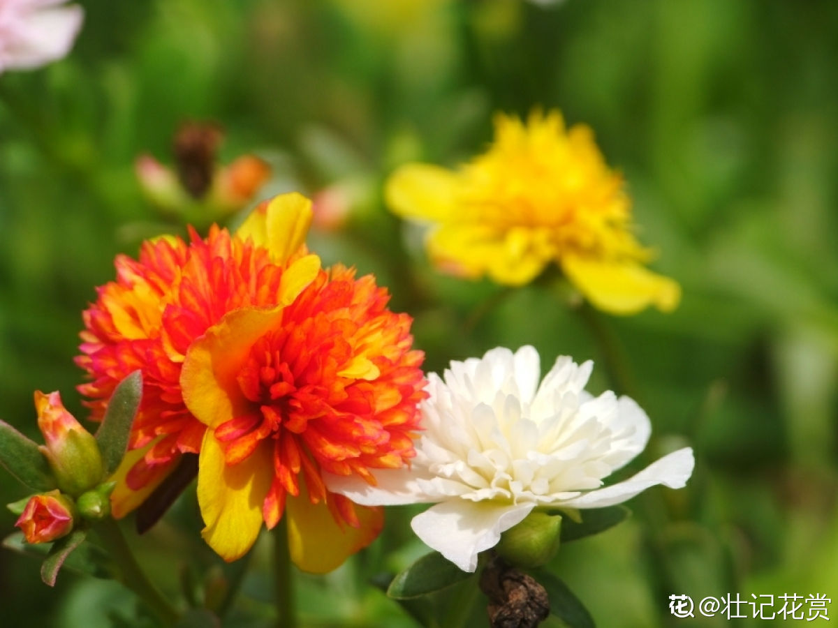 8月开得最好的9种花，养了就能开，做8月最靓的花