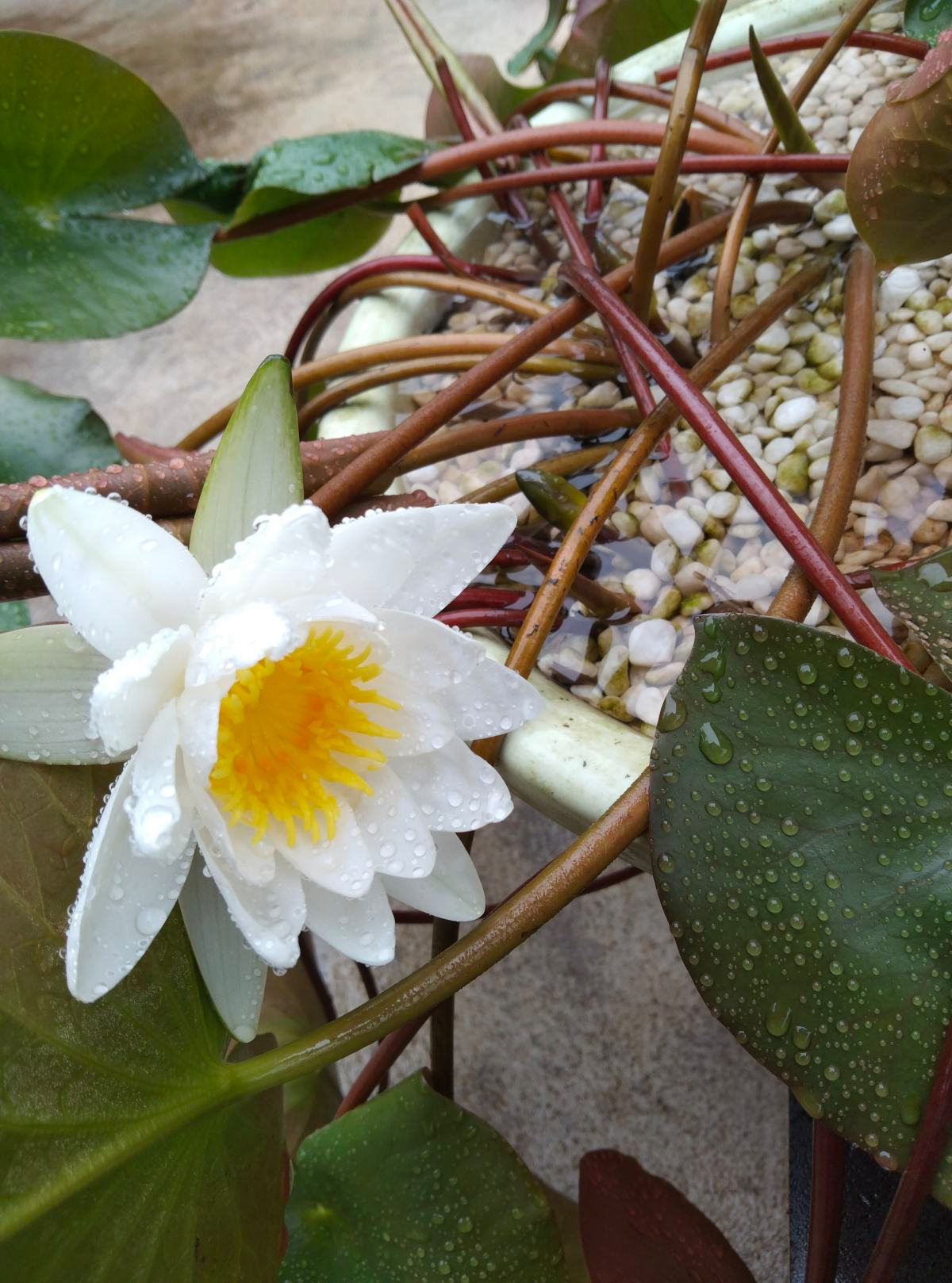 10种最神秘的花，花市里，总能听到它的传说