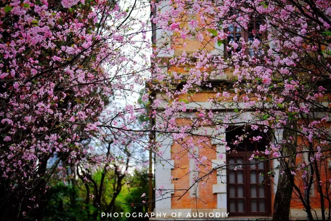 中国春天最美的10座大学，好想回去谈一场恋爱
