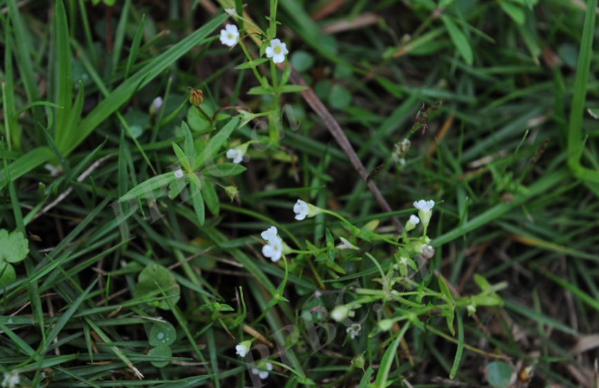 北京首次发现尖帽草,67中国降水在北迁,北方变南方征兆?