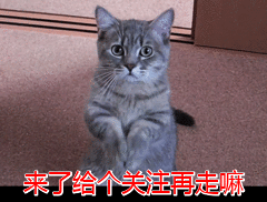 猫咪的5个“身体语言”，全都知道的，说明你懂它！