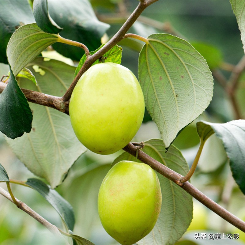 这种长得像苹果的枣，其实是青枣