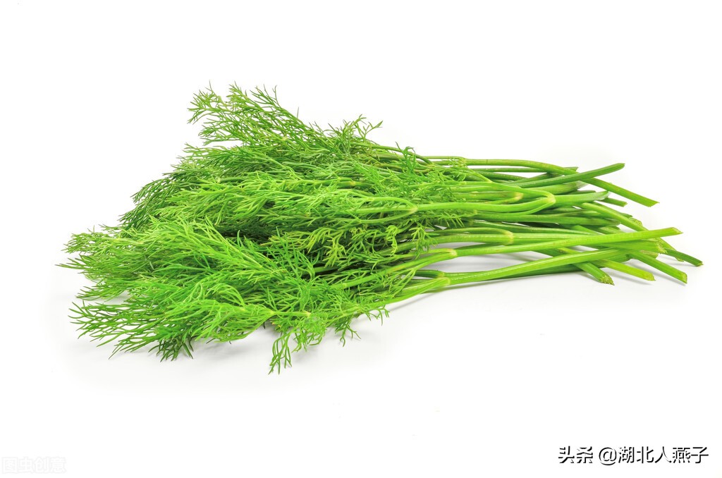 农村能吃的野菜100种大全(教你认识100种野菜和吃法)