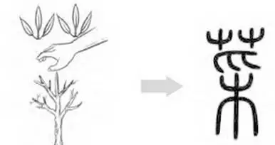 千字文详解「菜」
