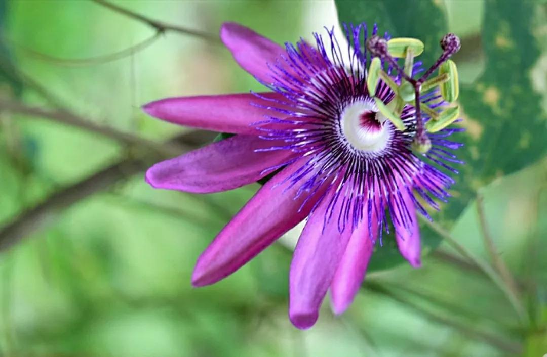 千年铁树喜开花！奇花虐恋篇：阳光美人与黑夜少年，何日君再来？