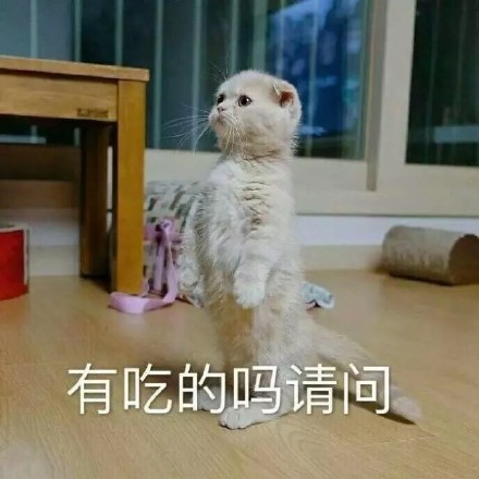 猫咪表情包：电死你个小可爱