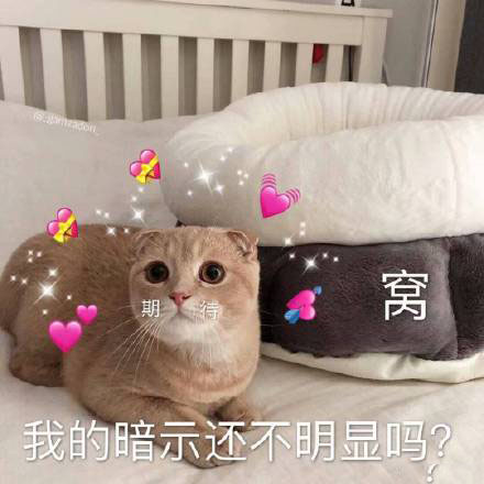 猫咪表情包我这个小可爱你什么时候领我回家呀