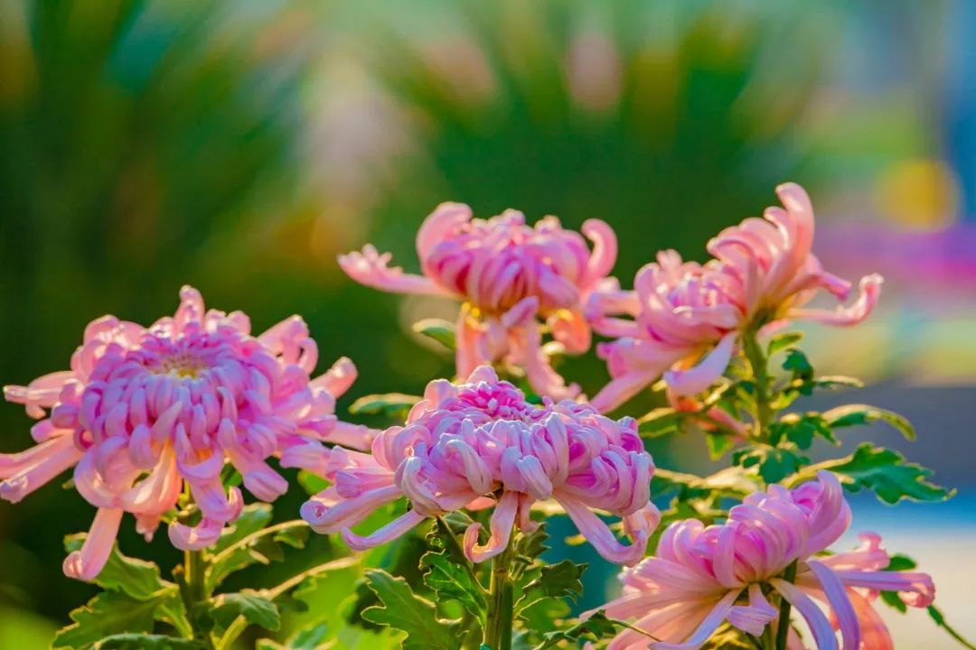 重阳节感怀诗词（盘点10首最美重阳诗词）