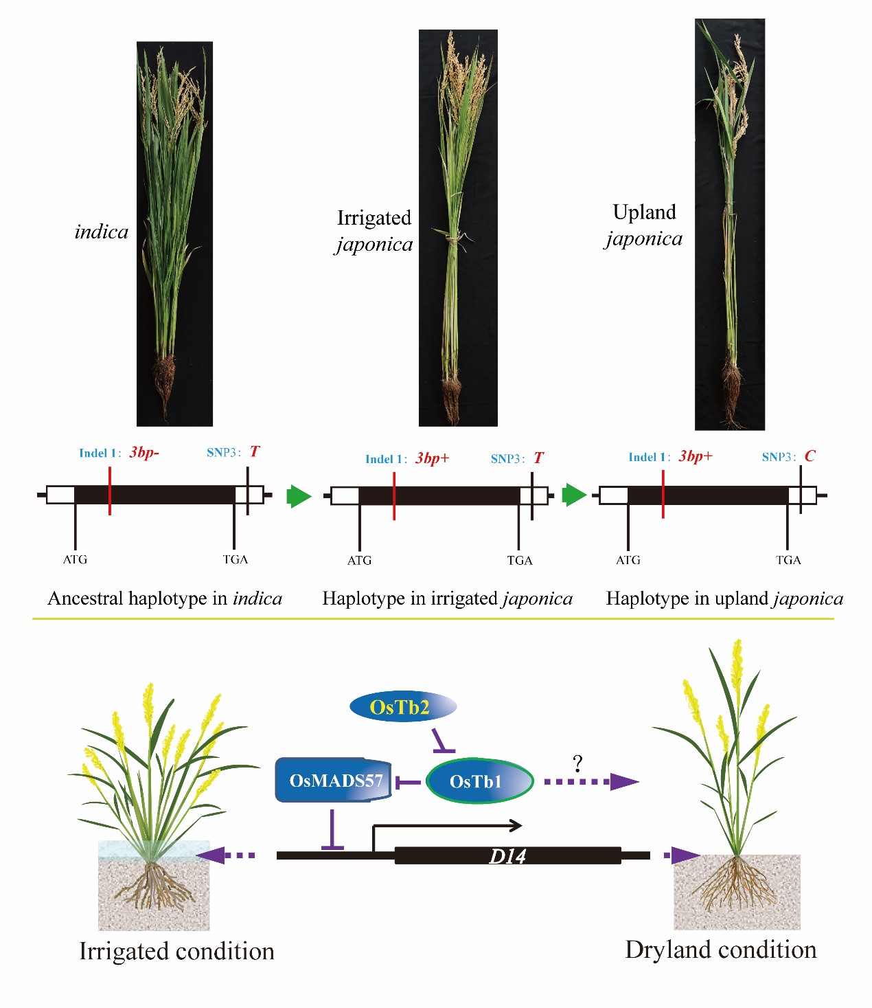 云大在Nature Communications发表陆稻陆生适应性进化的研究进展