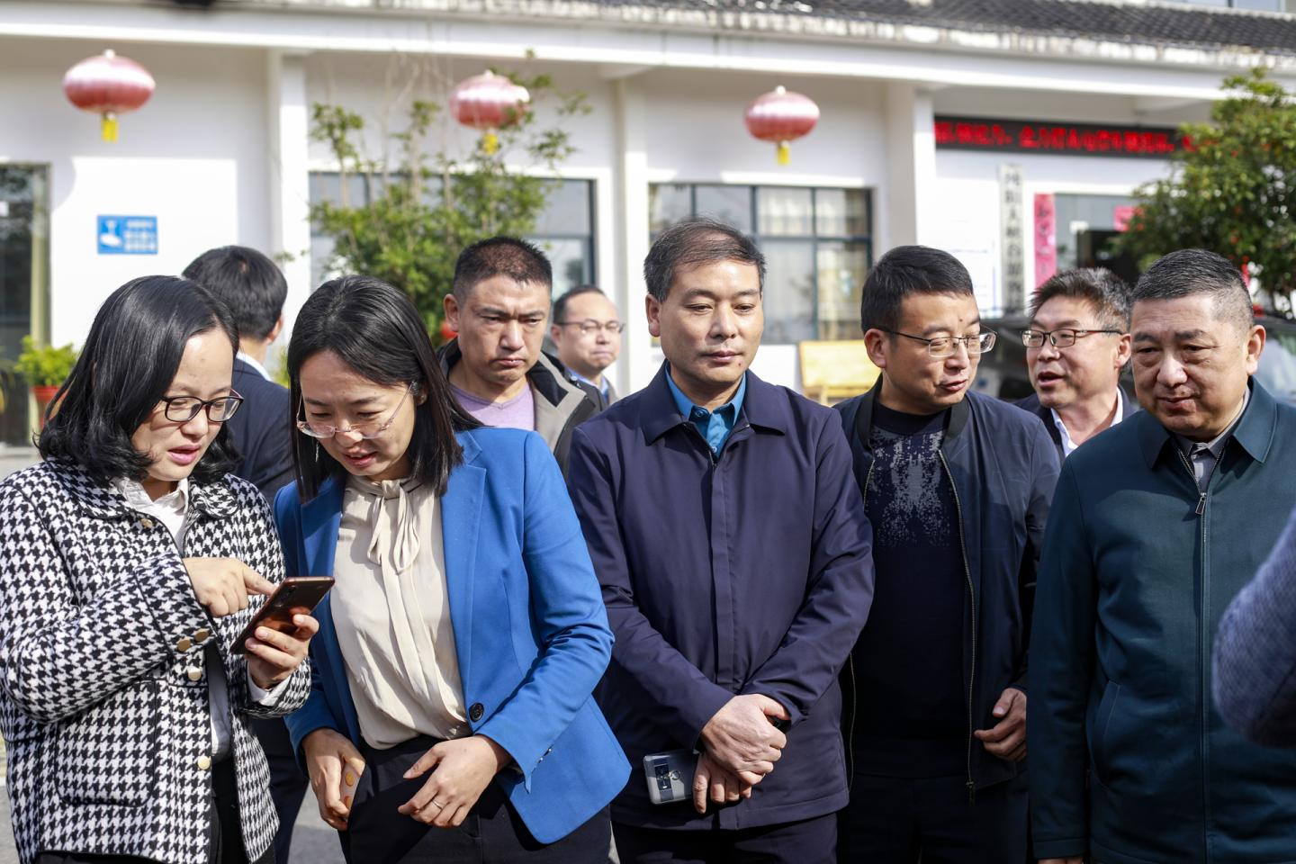 湖北麻城：福白菊采摘大赛在福田河纯阳山菊花基地隆重举行