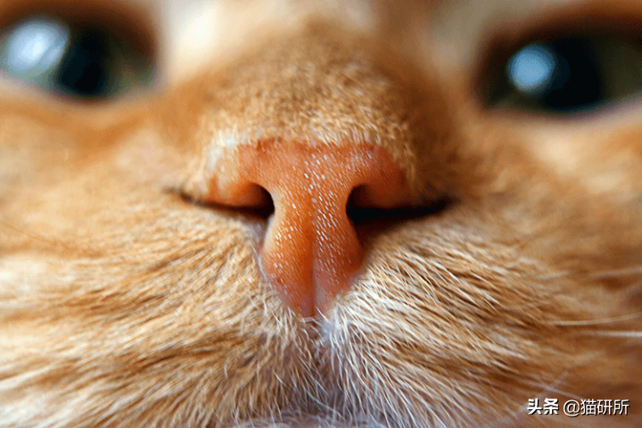 猫咪为啥沉迷吸鞋？这样会传染脚气吗？