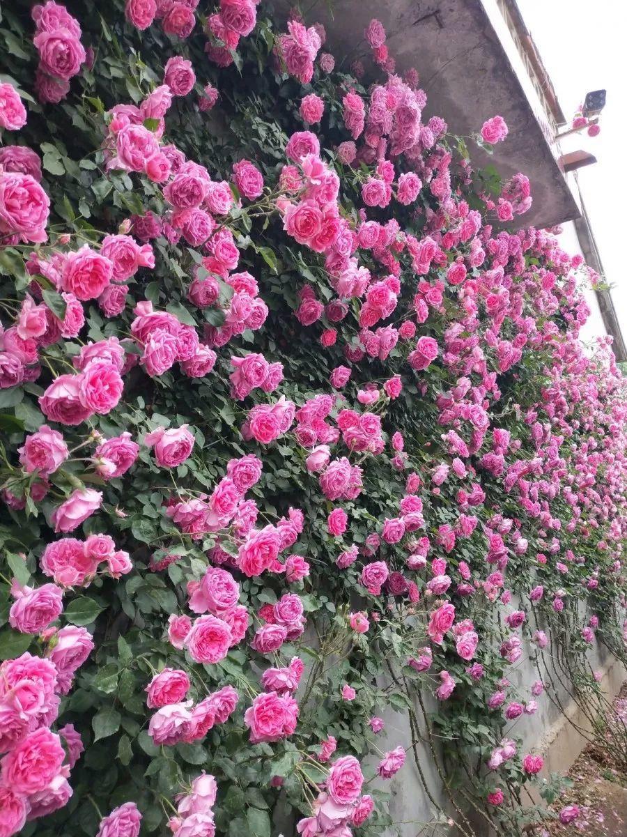 木香花为什么不能种在家里(家里种几种爬藤花，一年就爬满墙，开花野蛮精致，吃掉你的房)