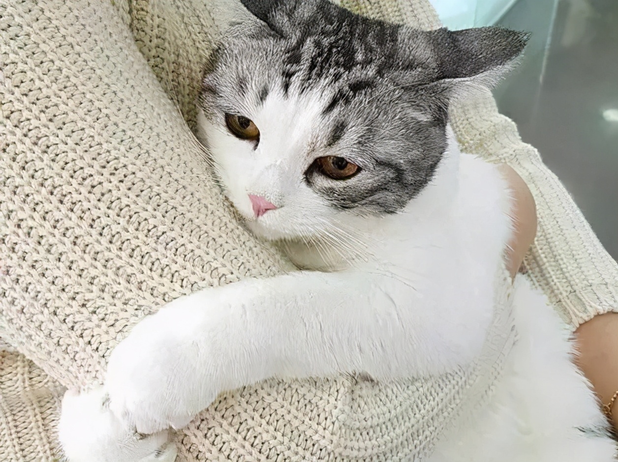 猫体温多少正常（关于猫咪生病时的具体表现）