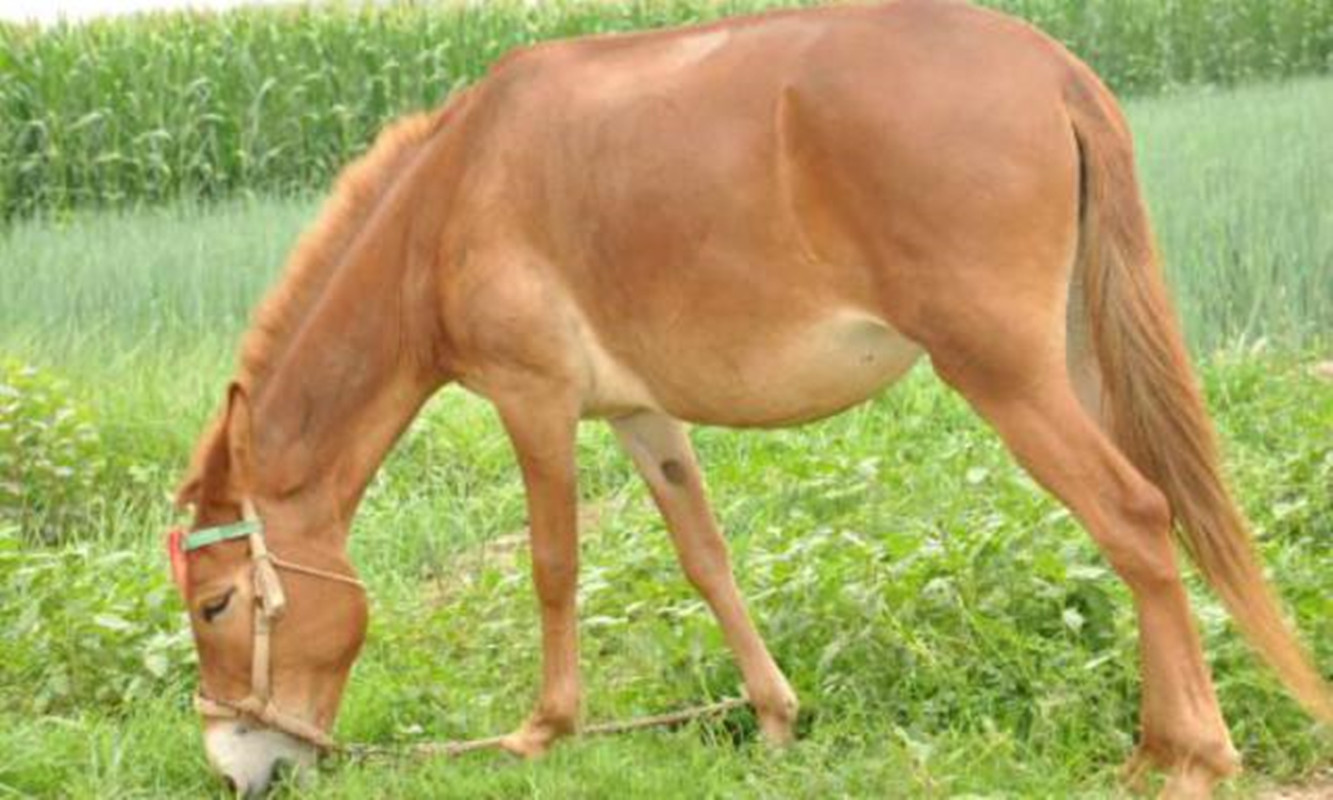 为何骡子无法生育?都是"马和驴"惹的祸