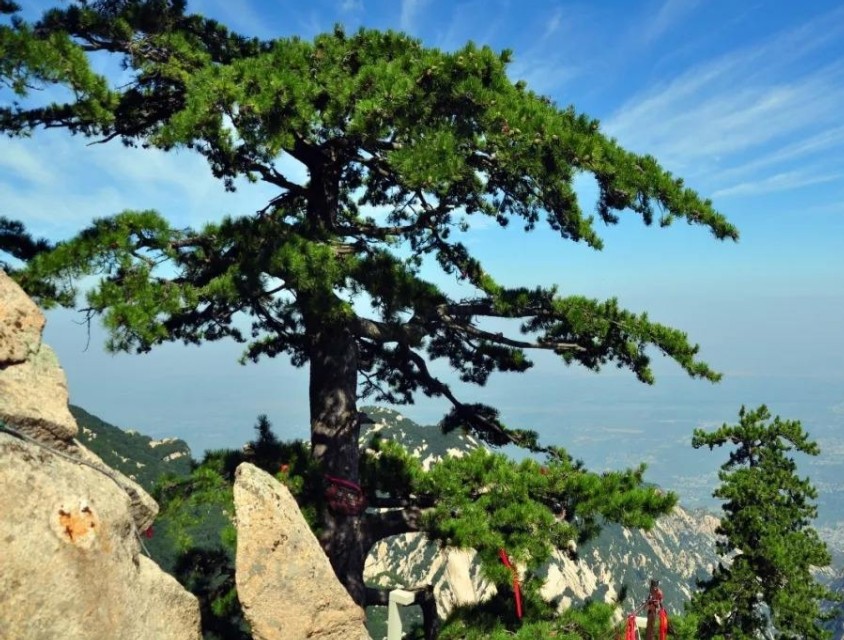 体展苍颜缝隙生,根扎绝壁树雄风.虬枝劲挺龙身舞,屏画铺开凤翅腾.