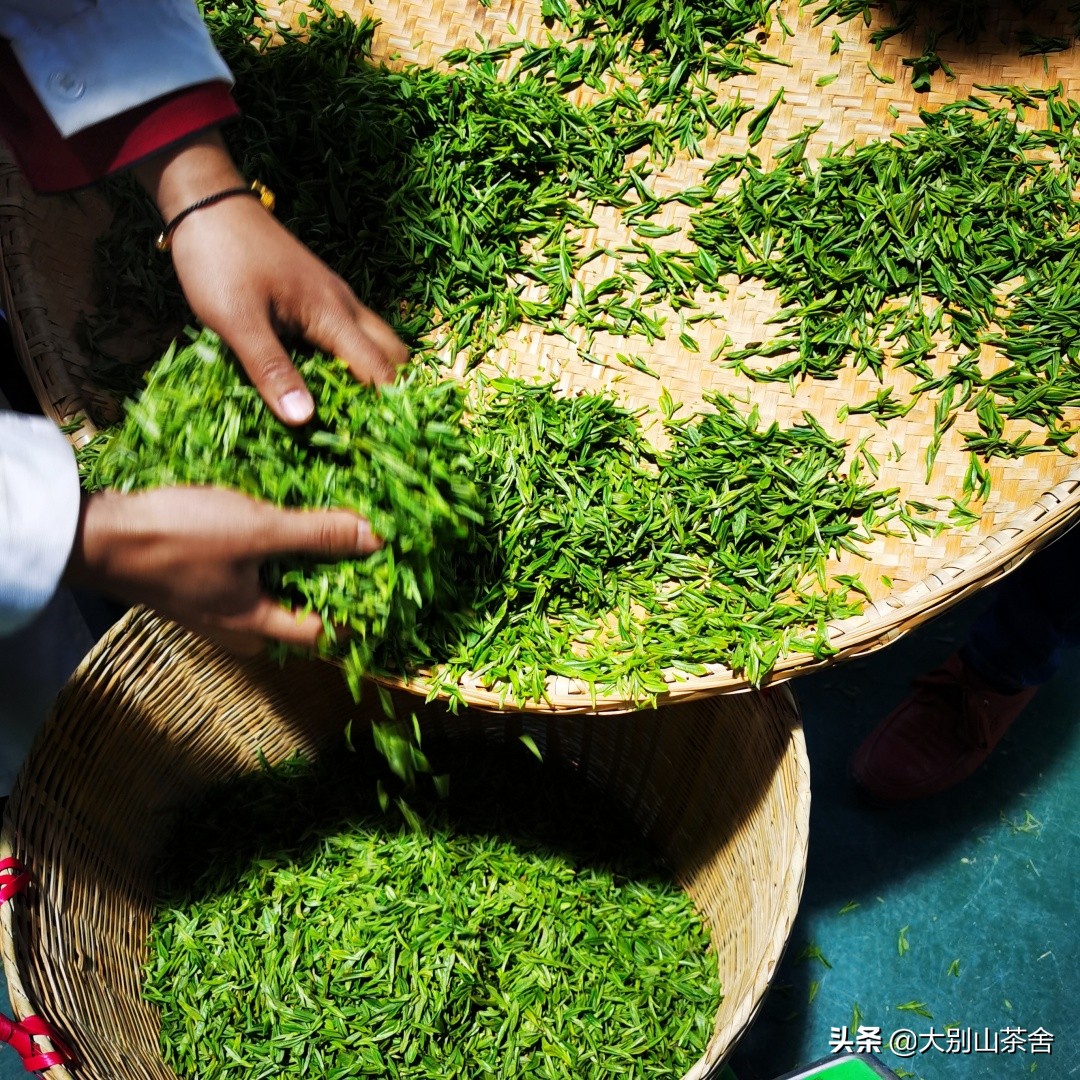 大别山采茶日记，茶季总结：茶歇犹依依，回首数峰青