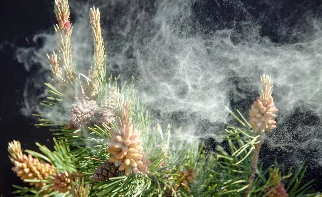 松树全身都是宝 松针 松球 松花粉 家附近有一棵就赚大了 雪松图片 佳辰