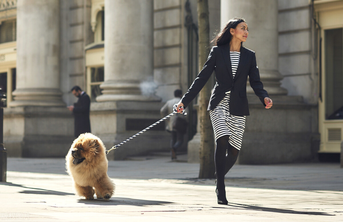 雍容的贵族——松狮犬的喂养 挑选以及美容注意事项等统统在这里