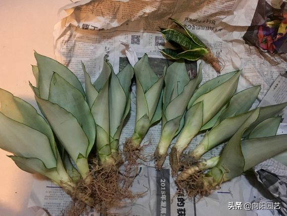 养虎皮兰，3个诀窍，根系挤爆盆，小崽子呼呼长，一年爆20棵