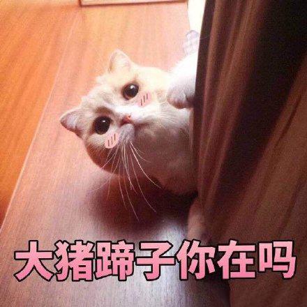 可爱猫咪的表情包我的悲伤大概有这么大