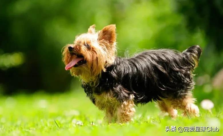 约克夏犬,英国的捕鼠小公主