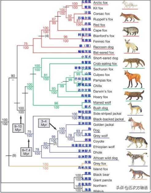 犬科动物的最新分类犬科动物种类