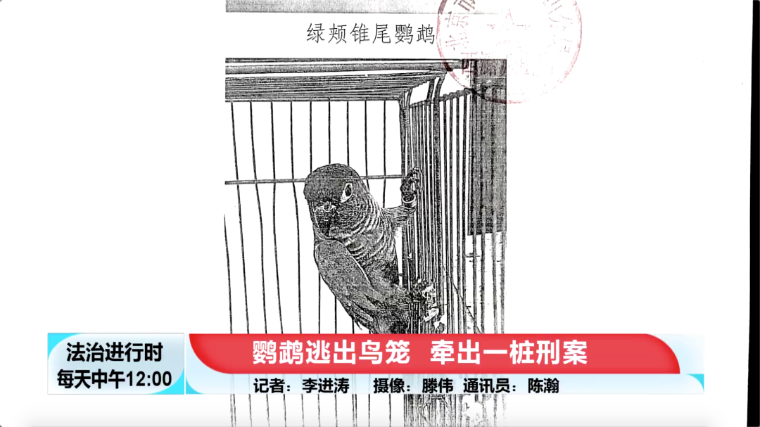 北京奇案：鹦鹉逃出鸟笼，竟然牵出刑事案件