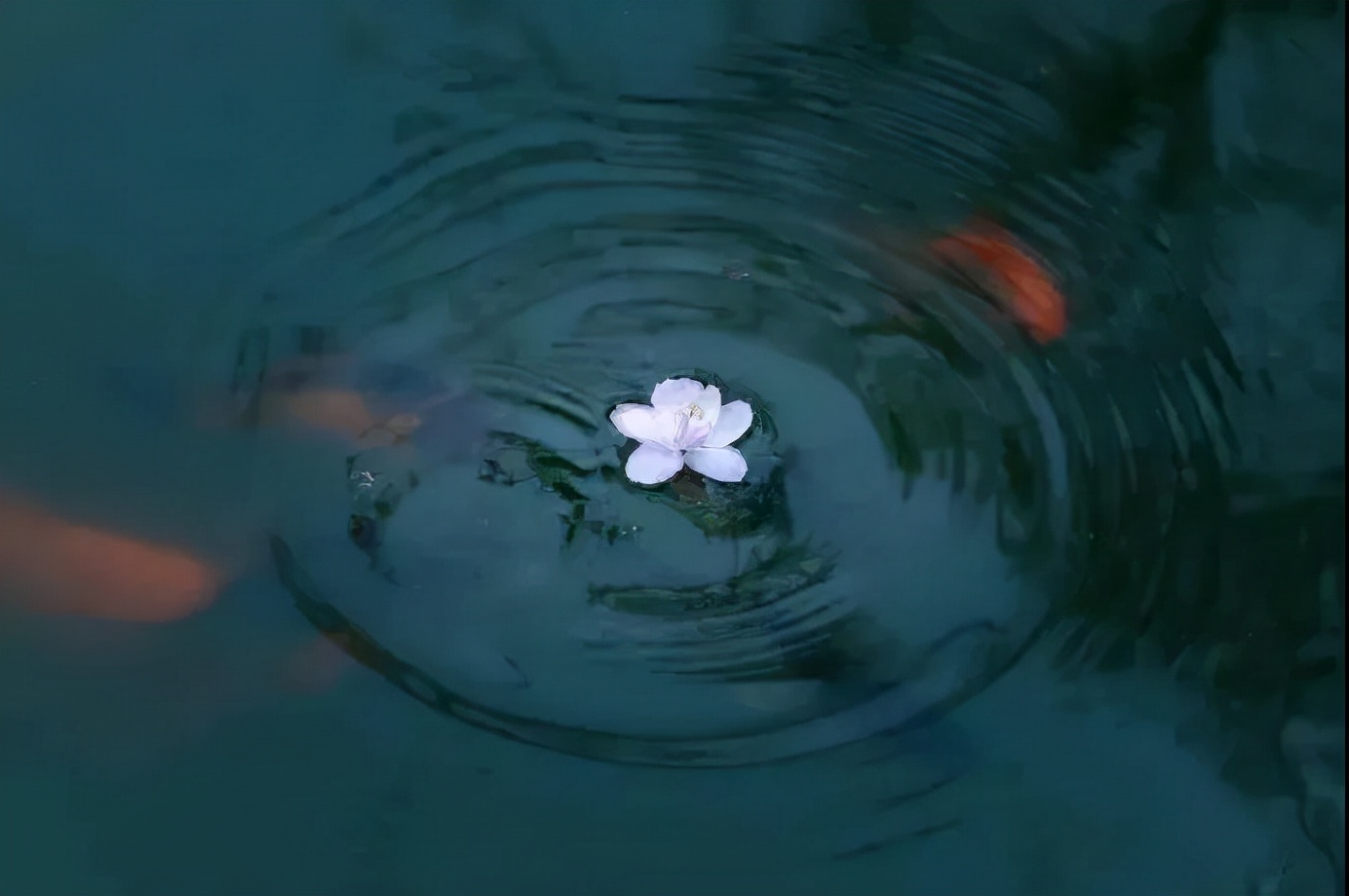 鱼池里的中国红，这样的庭院是不是爱了