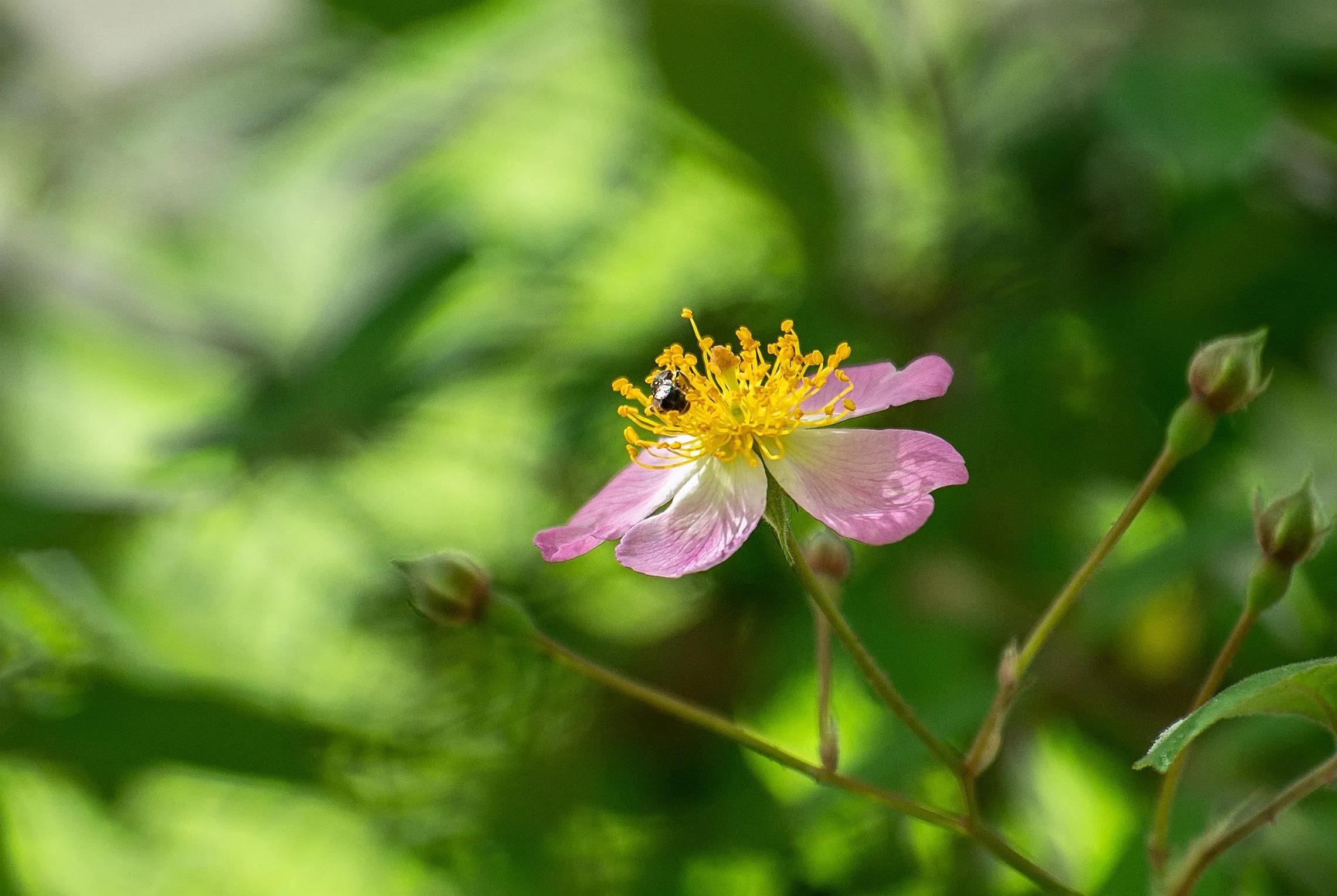 百花烂漫 香远益清