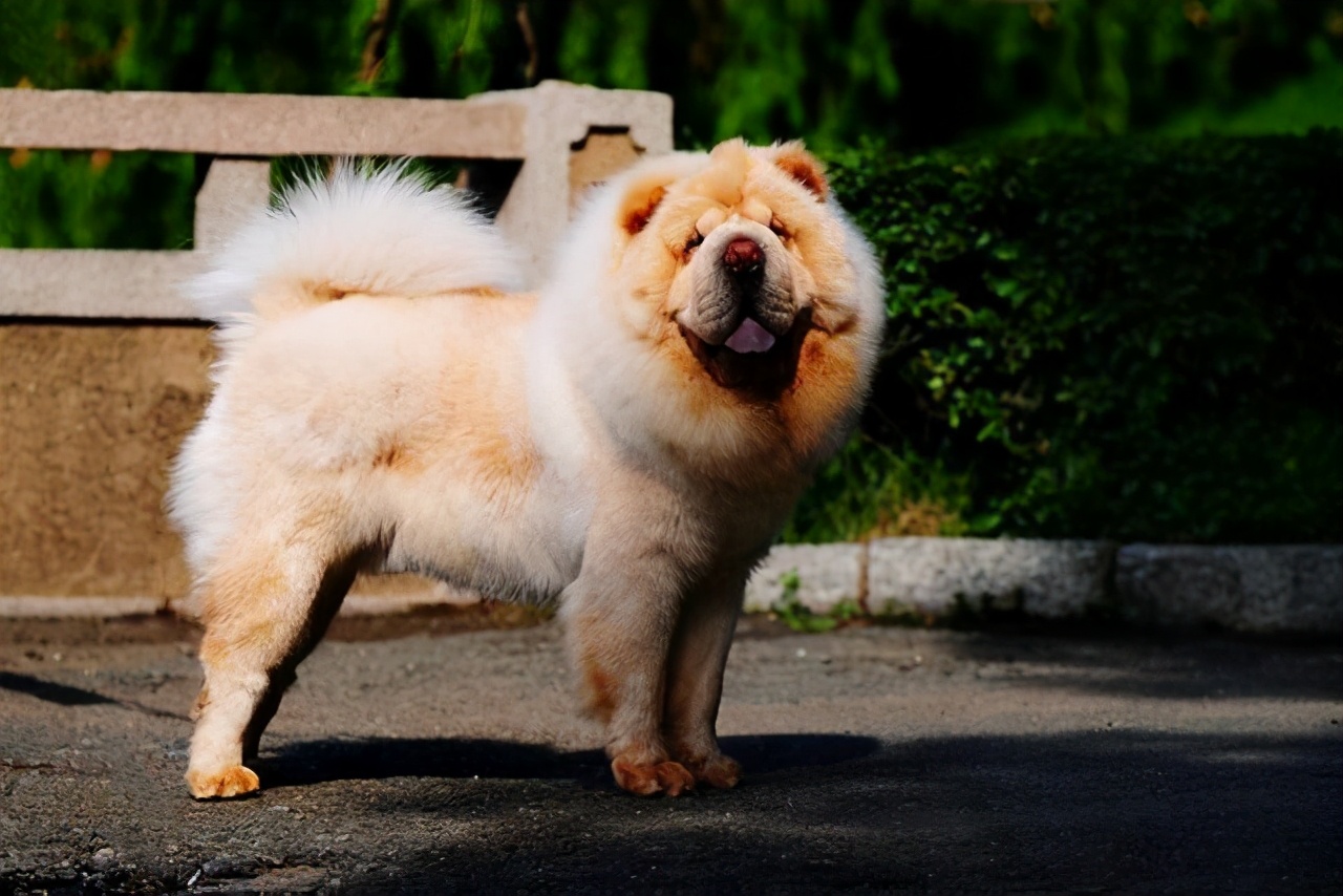 雍容的贵族——松狮犬的喂养 挑选以及美容注意事项等统统在这里