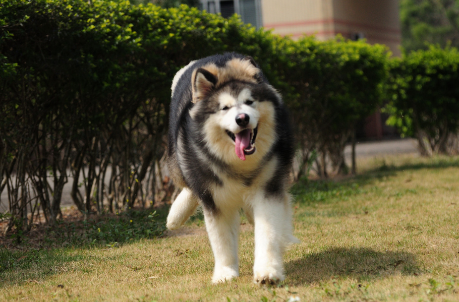 這些狗再聰明,霸氣,都當不了警犬,有你家狗嗎?