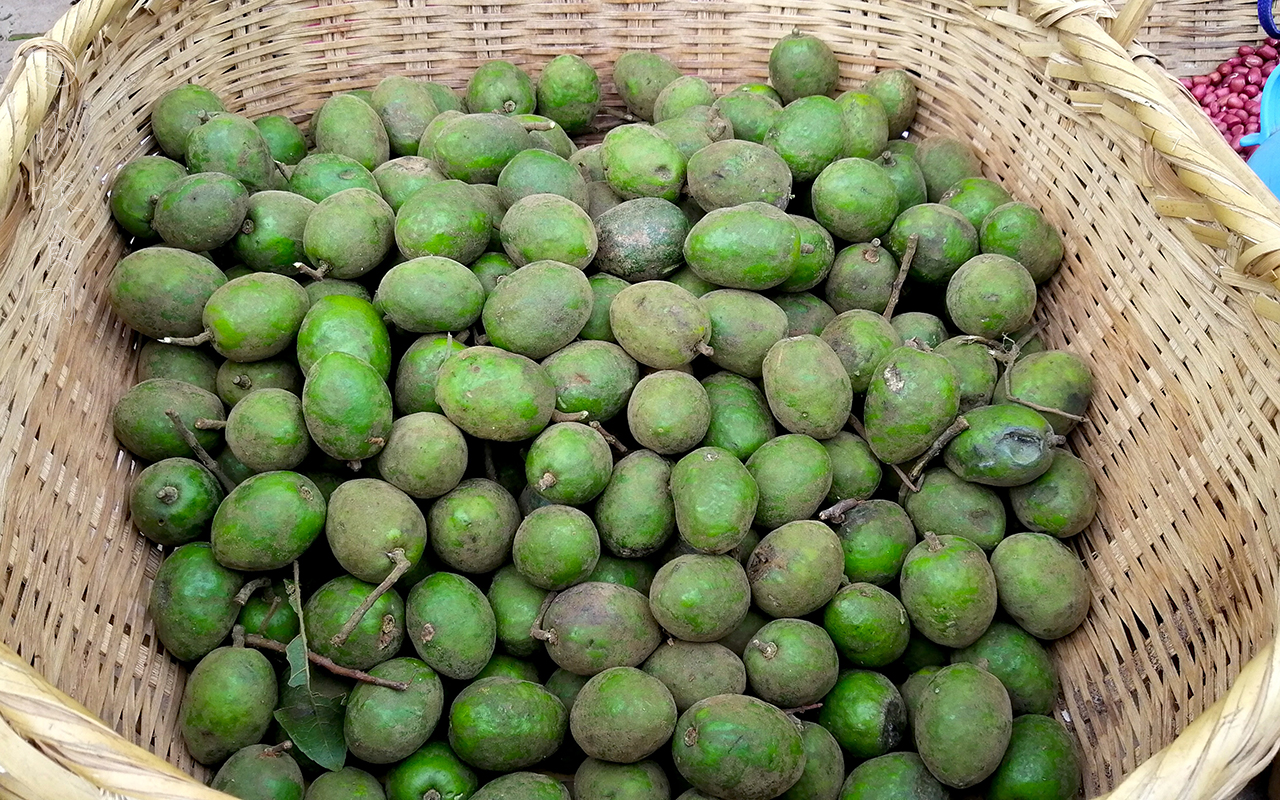 诃子图片(云南此果子) - 赤虎壹号